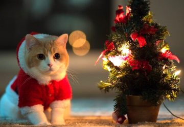 Що встигнути зробити до нового року
