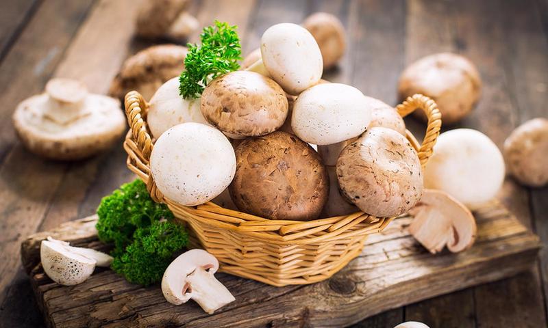Цікаві факти про печериці