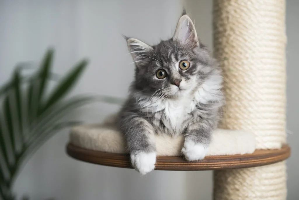 Поради по догляду за котом