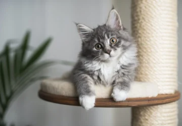 Поради по догляду за котом